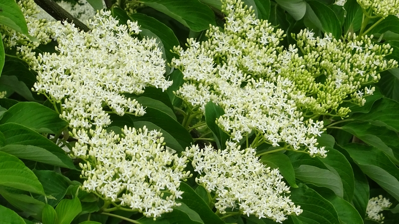 ミズキの花 横浜市旭区今宿南町