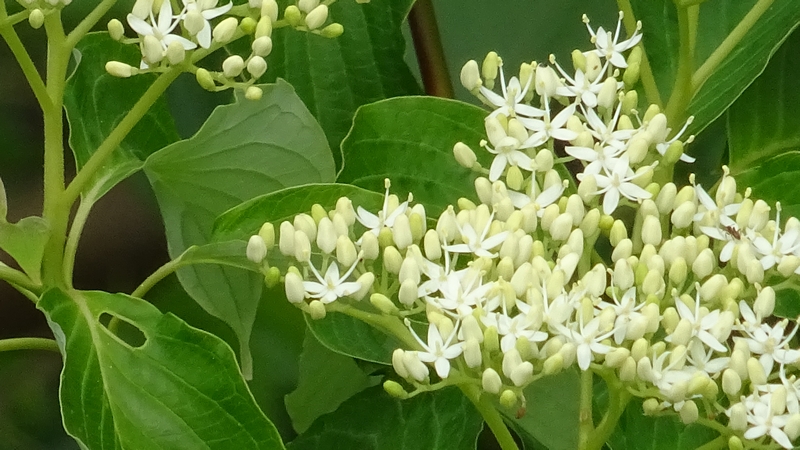 ミズキの花 横浜市旭区今宿南町
