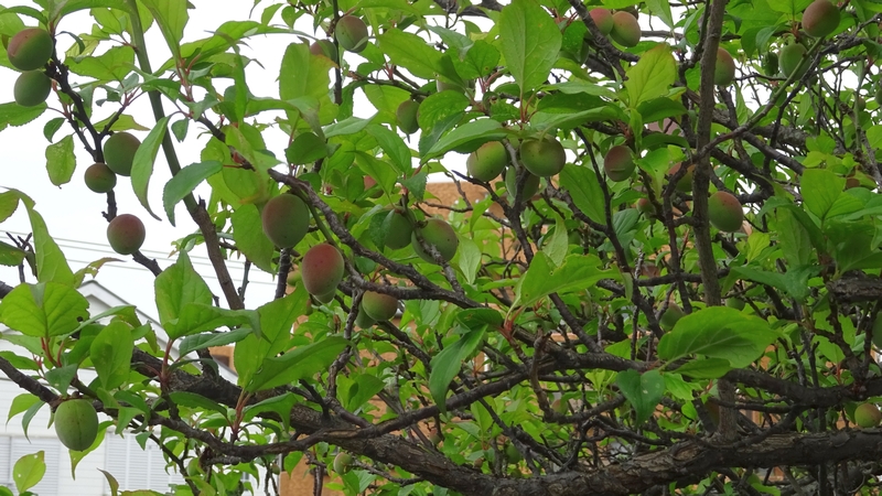 ウメの若い果実 横浜市旭区今宿南町