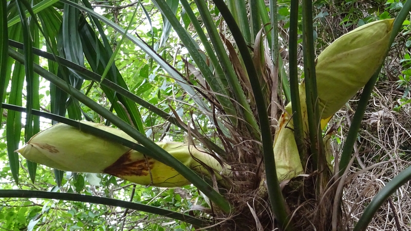 トウジュロの蕾 横浜市旭区今宿南町