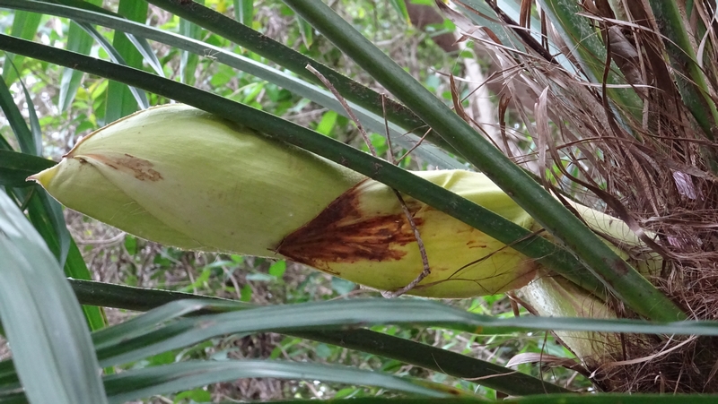 トウジュロの蕾 横浜市旭区今宿南町