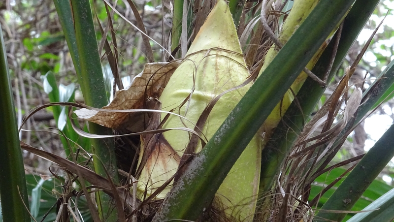 トウジュロの蕾 横浜市旭区今宿南町