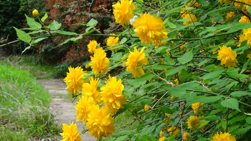 ヤエヤマブキの花 横浜市旭区今宿東町