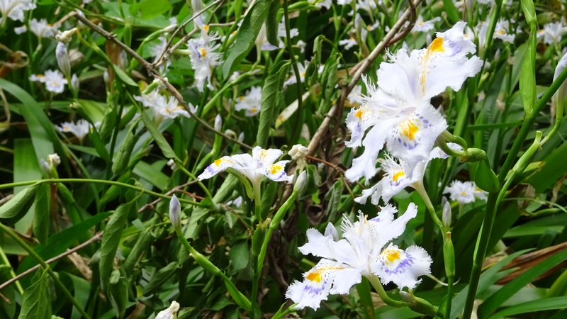 シャガの花 横浜市旭区今宿東町