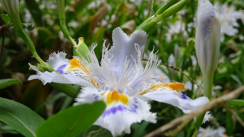 シャガの花 横浜市旭区今宿東町