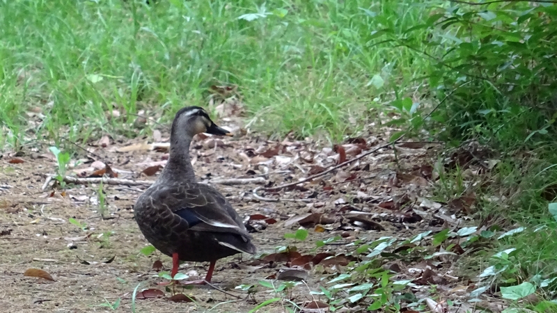 カルガモ 横浜市旭区今宿東町