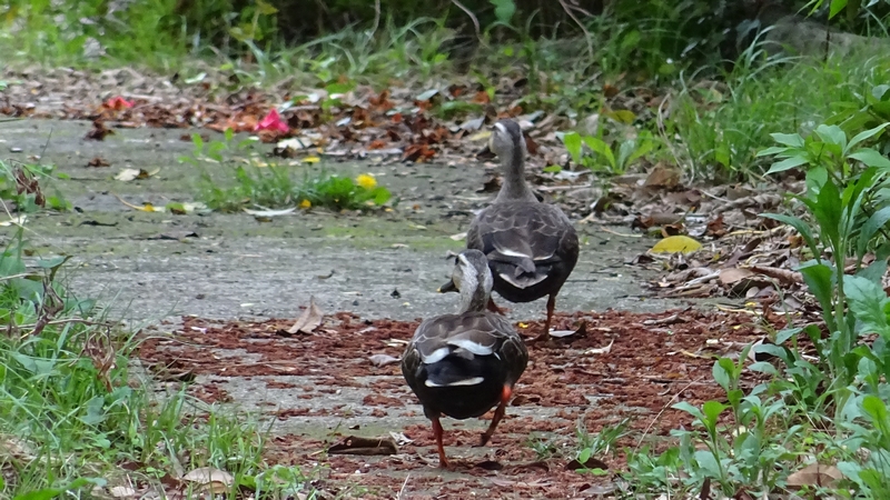 カルガモ 横浜市旭区今宿東町