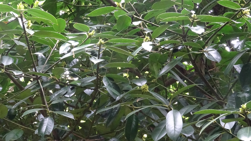 タラヨウの雌株 横浜市旭区今宿東町