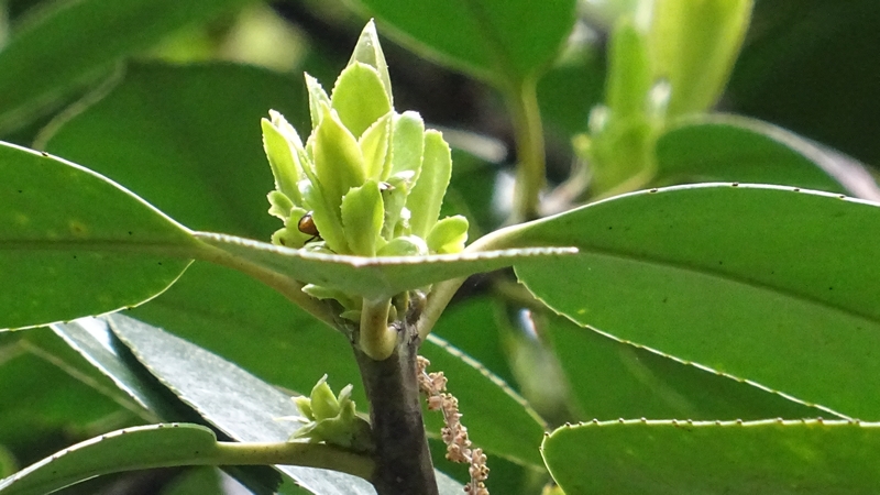 タラヨウの葉芽（雌株） 横浜市旭区今宿東町