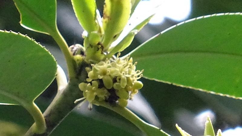 タラヨウの雌花 横浜市旭区今宿東町