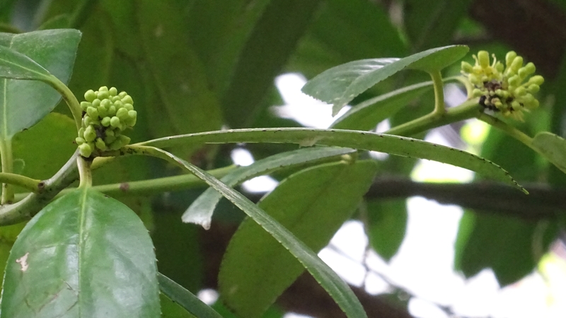 タラヨウの雌株 横浜市旭区今宿東町