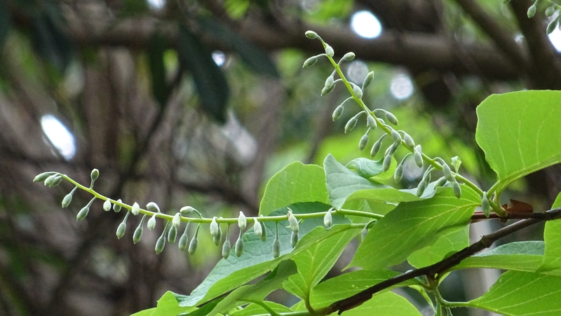 ハクウンボクの蕾 横浜市旭区今宿東町