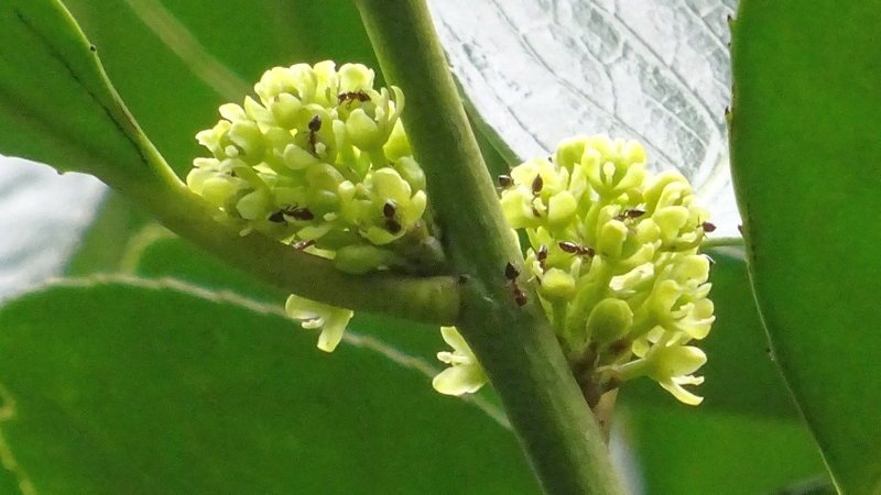 タラヨウの雌花 横浜市旭区今宿東町