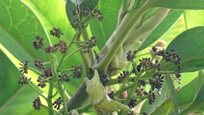ユズリハの雄花 横浜市旭区今宿東町
