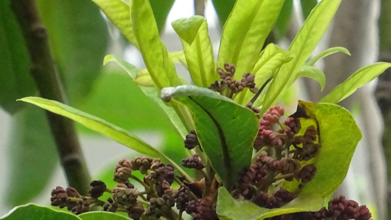 ユズリハの雄花 横浜市旭区今宿東町