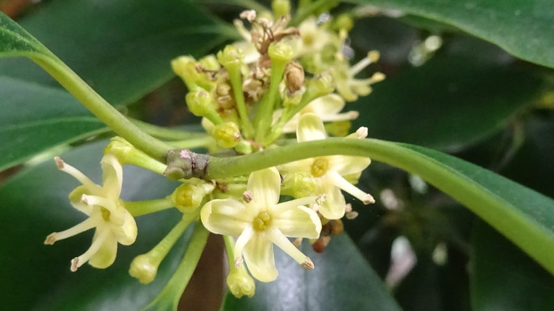 タラヨウの雄花 横浜市旭区今宿東町