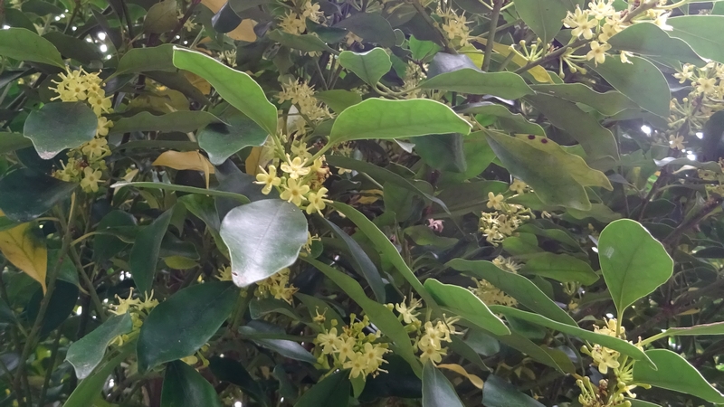 タラヨウの雄花 横浜市旭区今宿東町