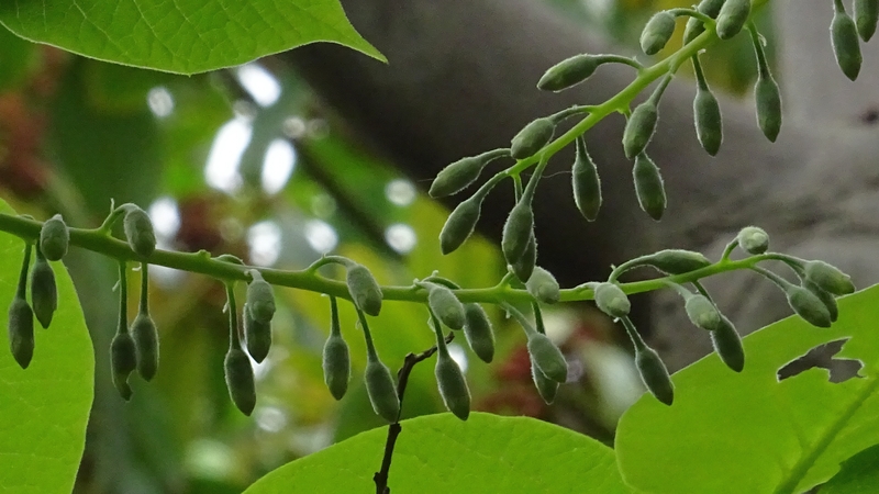 ハクウンボクの蕾 横浜市旭区今宿東町