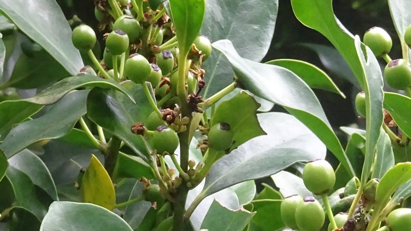 ユズリハの若い果実 横浜市旭区今宿東町