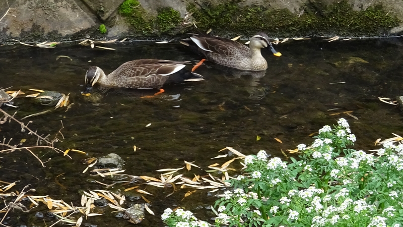 カルガモのつがいとオランダガラシの花 横浜市旭区今宿東町