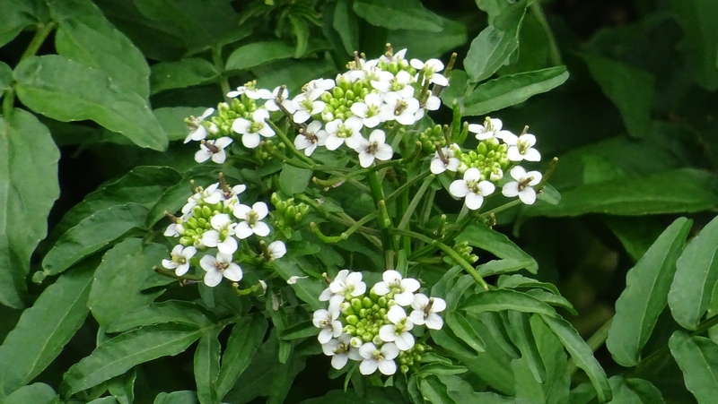 オランダガラシの花 横浜市旭区今宿東町