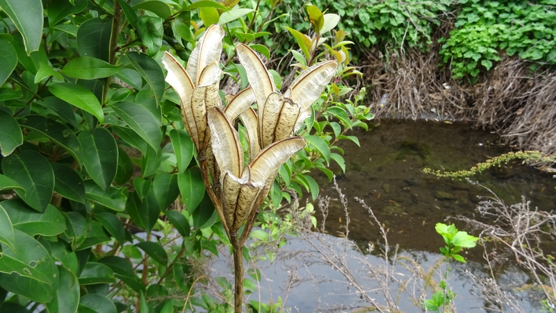 テッポウユリの蒴果 横浜市旭区今宿東町