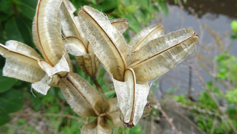 テッポウユリの蒴果 横浜市旭区今宿東町
