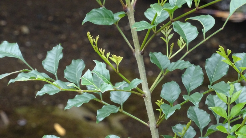 シマトネリコ 横浜市旭区今宿東町