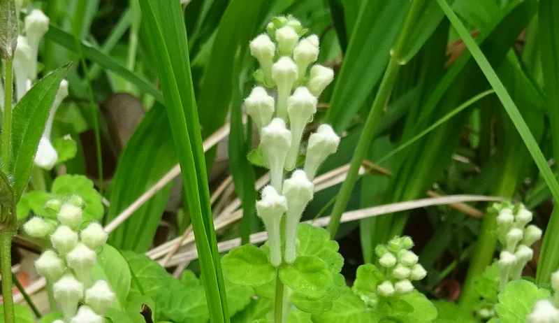 シロバナタツナミソウの蕾 横浜市旭区今宿東町