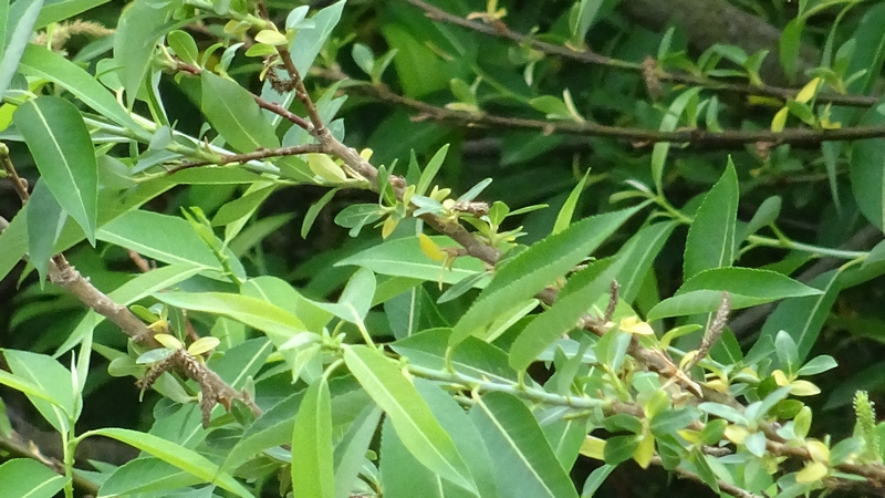 タチヤナギ 横浜市旭区今宿南町