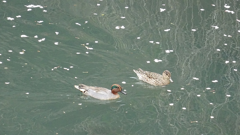 コガモのつがい 横浜市旭区鶴ヶ峰本町