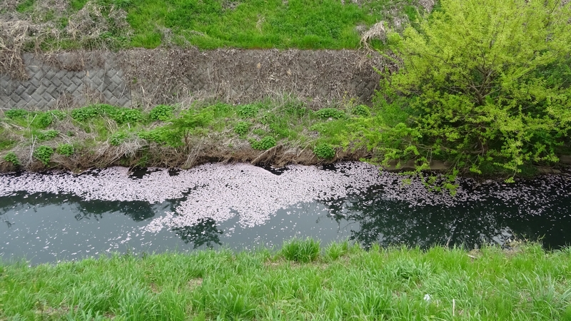 タチヤナギとカンザンの花筏 横浜市旭区鶴ヶ峰本町
