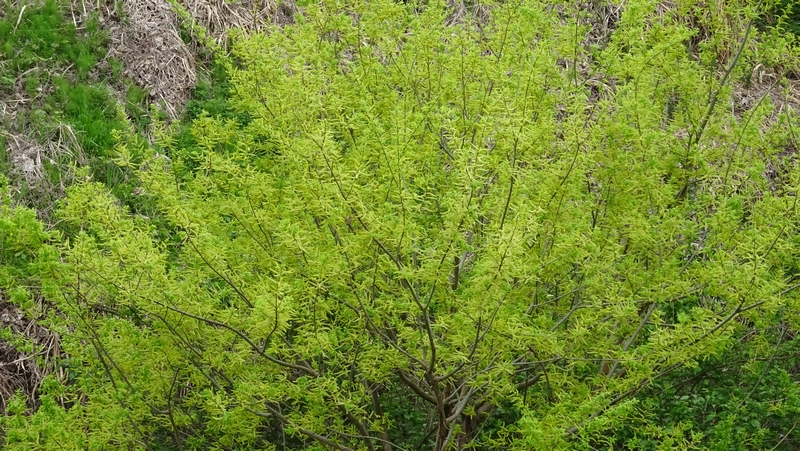 マルバヤナギ 横浜市旭区鶴ヶ峰本町