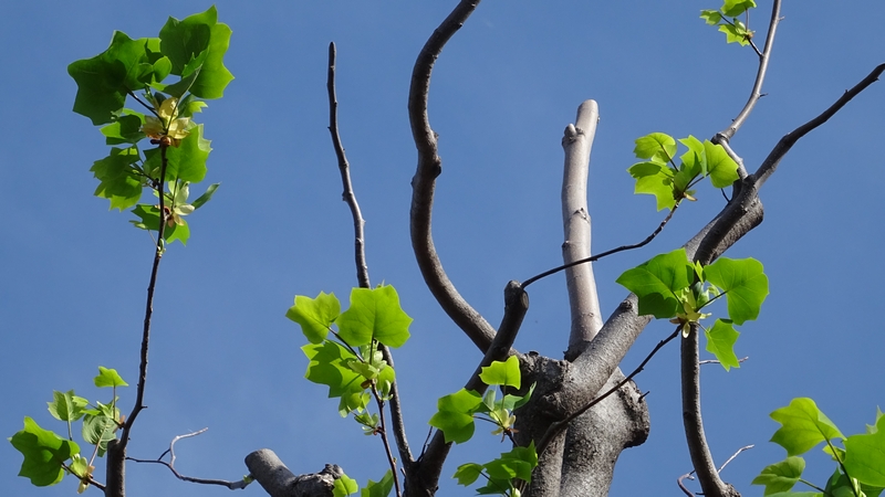 ユリノキの花 川崎市幸区創造のもり
