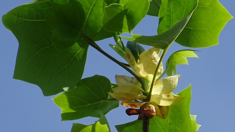 ユリノキの蕾 川崎市幸区創造のもり