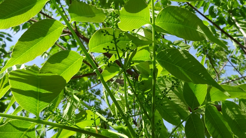 ハゼノキの蕾 川崎市幸区創造のもり