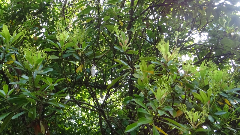 タブノキの花 川崎市幸区さいわいふるさと公園