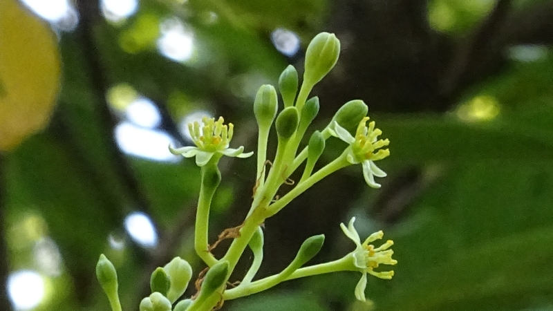 タブノキの花 川崎市幸区さいわいふるさと公園