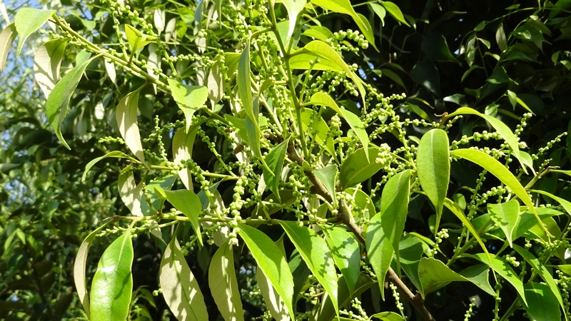 スダジイの蕾 川崎市幸区