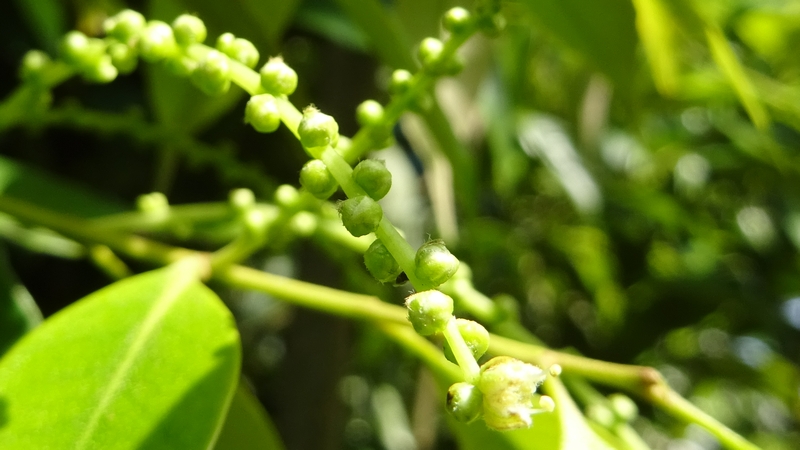 スダジイの蕾 川崎市幸区