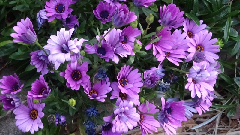 ケープマーガレットの花 川崎市幸区さいわいふるさと公園