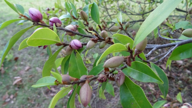 カラタネオガタマの蕾 川崎市幸区創造のもり