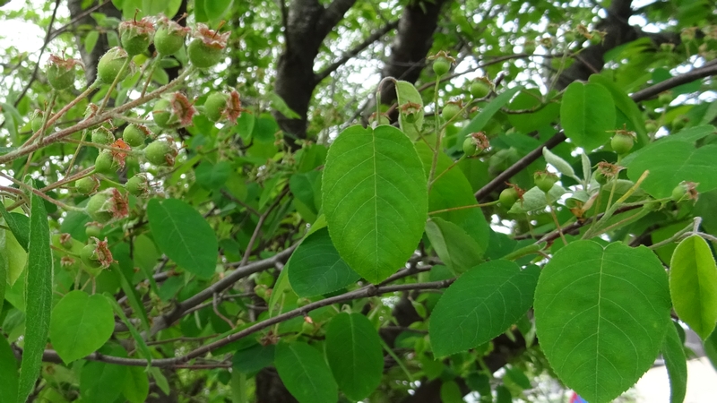 アメリカザイフリボクの花後 川崎市幸区創造のもり