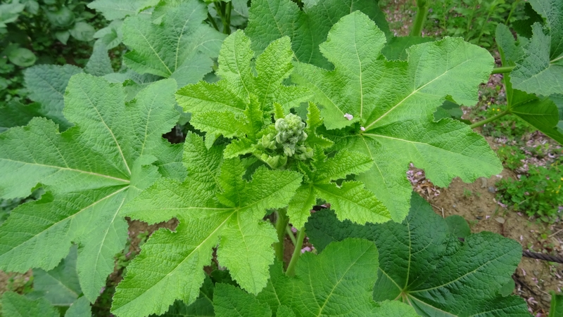 タチアオイの葉芽 川崎市幸区さいわいふるさと公園