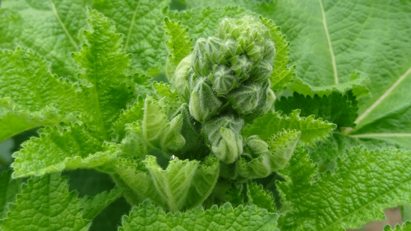 タチアオイの葉芽 川崎市幸区さいわいふるさと公園