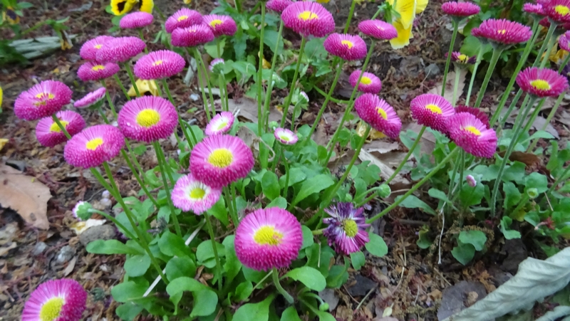 ヒナギクの花 川崎市幸区さいわいふるさと公園