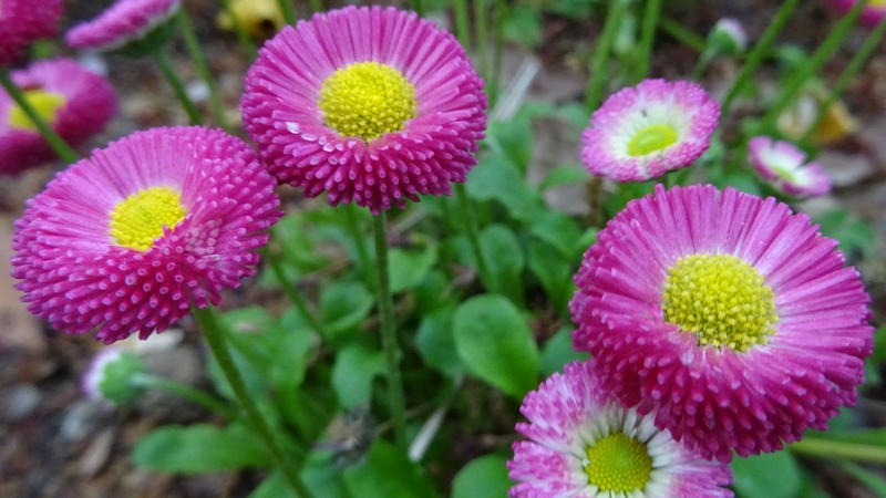 ヒナギクの花 川崎市幸区さいわいふるさと公園
