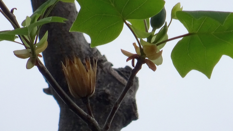 ユリノキの蕾 川崎市幸区創造のもり