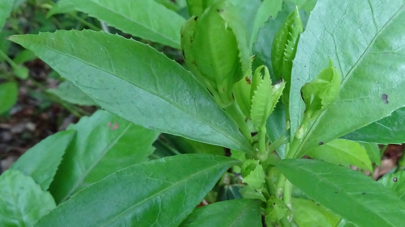 センリョウの若葉 川崎市幸区さいわいふるさと公園