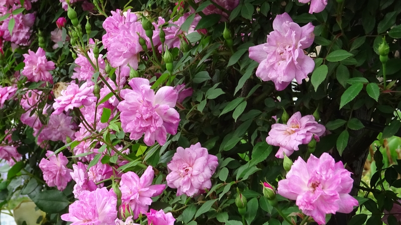 コウシンバラの花 川崎市幸区さいわいふるさと公園